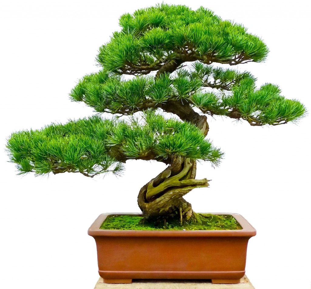 bonsai